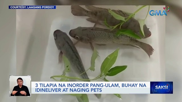 3 tilapia na inorder pang-ulam, buhay na idineliver at naging pets | Saksi