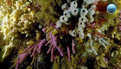 Patagonia submarina chilena, el otro pulmón verde del planeta
