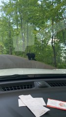 Bear Family In The Mountains