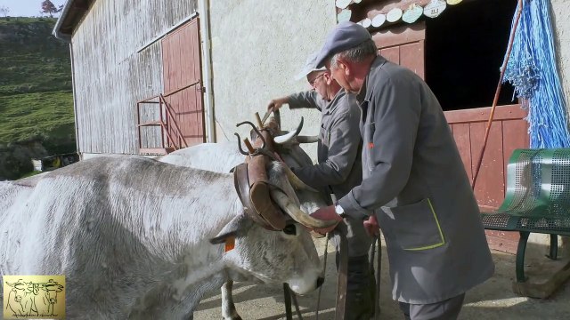 Attelage de vaches Gasconnes chez G. et P. RESPAUD