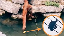 ORANGUTAN DESTROYS child's teddy by tearing it to pieces!!