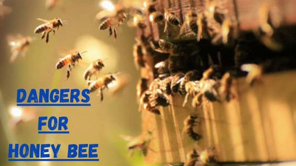 What Dangers Facing Honey Bees