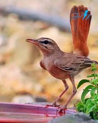 300 نوع من الطيور تعبر سماء السعودية.. تعرف إليها