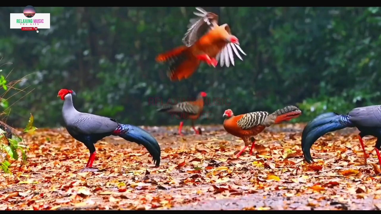 Soothing Music for Nerves and Heart Health | Healing Melodies for Relaxation and Peaceful Tranquility