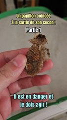 Un papillon coincé à la sortie de son cocon ! Partie 1