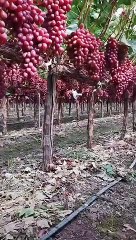 wow sungguh seger buah anggur