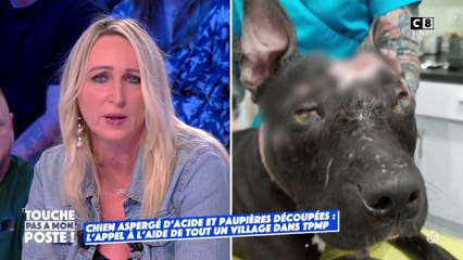 Un chien est aspergé d'acide avec les paupières découpées