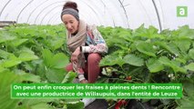 Début de la saison des fraises en Wallonie picarde