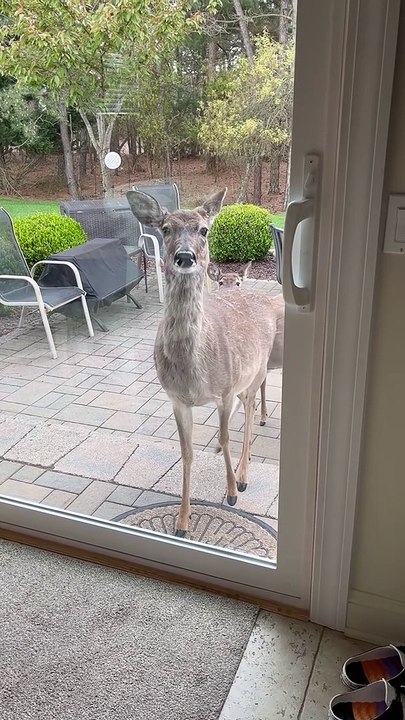 Hungry NeighborHerd Visits For Daily Snack