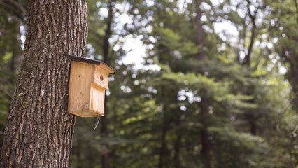 How to Attract Birds to a Birdhouse