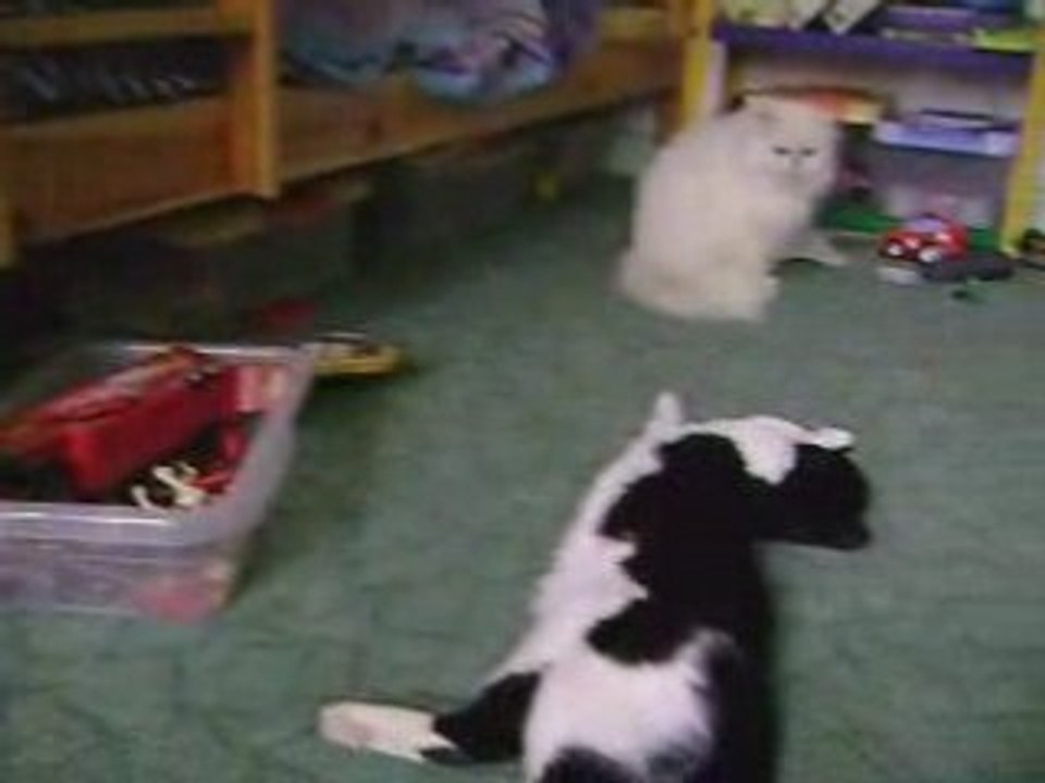 Asia, Cléo, Koraille et Junior 01