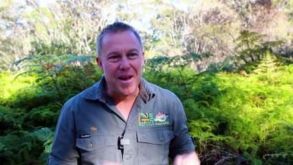 Chris Hemsworth releases Tasmanian Devil into the wild