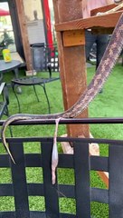 Hurt Snake Slithers Into Bar