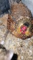 Chicken Becomes A Surrogate Mother