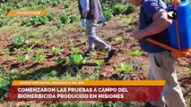 Comenzaron las pruebas a campo del bioherbicida producido en Misiones