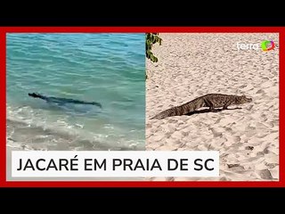 Jacaré atravessa faixa de areia para dar 'mergulho' no mar em SC