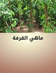 القرفة وفوائدها