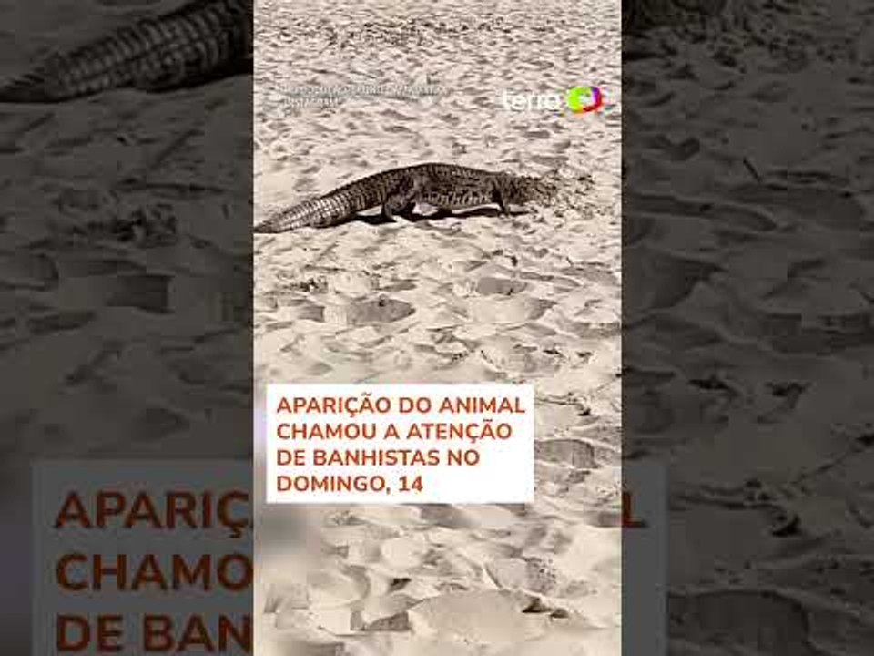 Jacaré atravessa faixa de areia para dar 'mergulho' no mar em SC