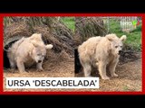 Ursa acorda 'descabelada' após hibernação e viraliza nas redes sociais