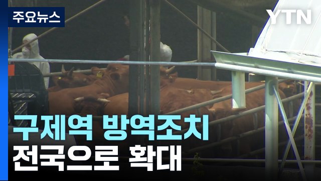 구제역 방역조치 전국 확대...20일까지 긴급 백신 접종 / YTN