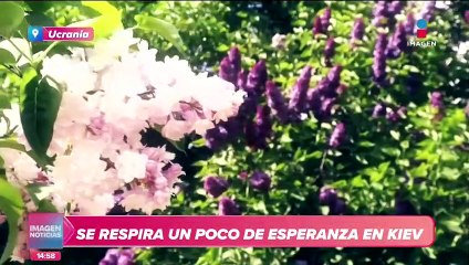 Flores de lila se convierten en símbolo de esperanza para los ucranianos