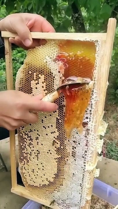 madu asli dan alami