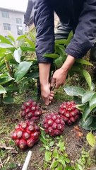 ada yang tau ni buah apa?