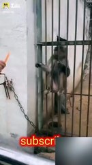 Angry Monkey #2023 shorts