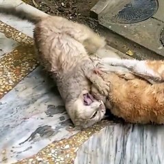 Cut Cat Fighting