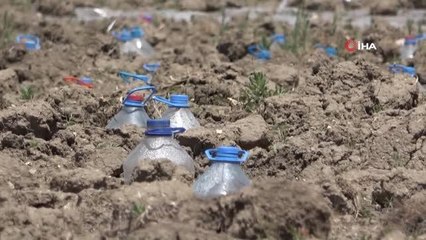 Kuraklıkla mücadelede ilginç çözüm: Pet şişeler mini seraya dönüştürüldü
