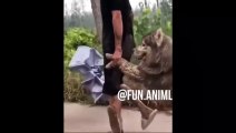New Funny Videos 2023  Cutest Cats and Dogs  Part 42