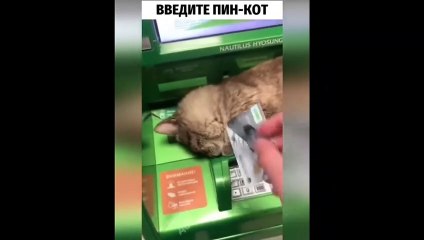 New Funny Videos 2023  Cutest Cats and Dogs  Part 46