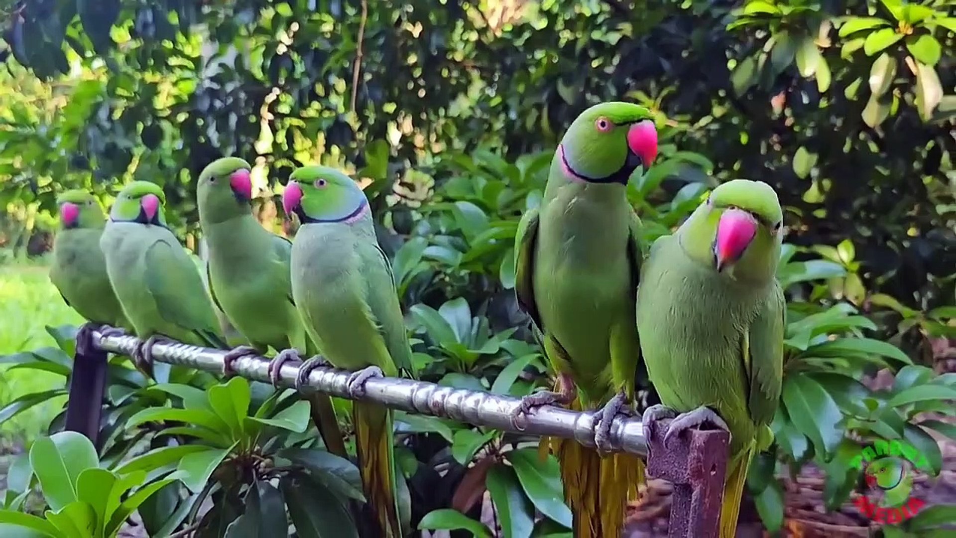 ⁣Parrot Talking Voice Parrot Sounds Ringneck Talking Parrot