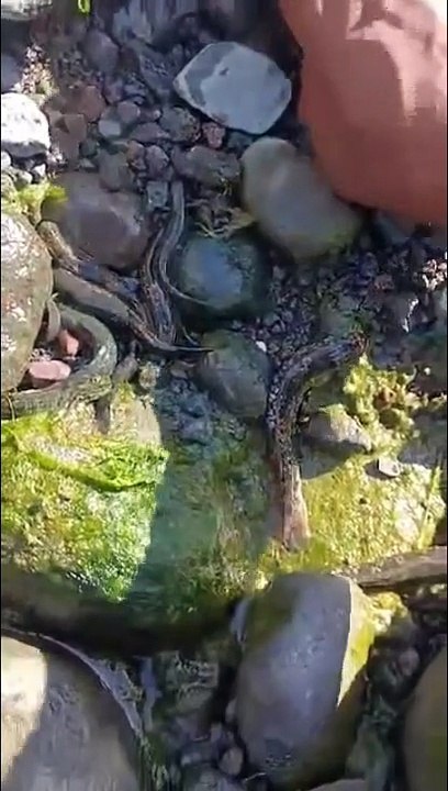 Il filme des poissons piégés par l'assèchement prématuré de la rivière des Galets