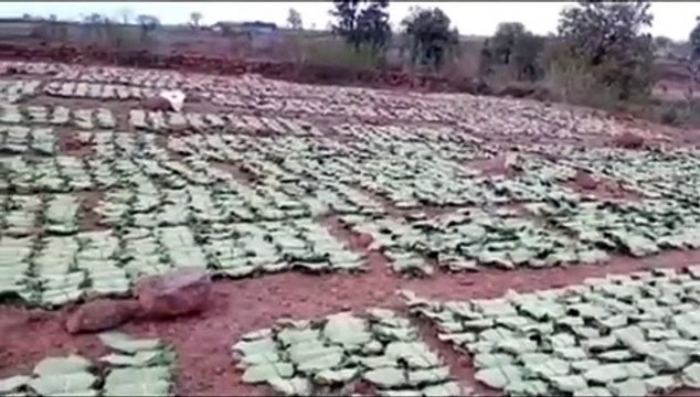 गेहूं का उत्पादन घटा, 8 लाख का था लक्ष्य साढ़े चार लाख क्विंटल से कम की खरीदी