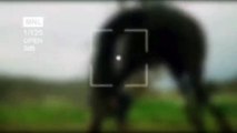 Beautiful horses  this video specially for horse lovers