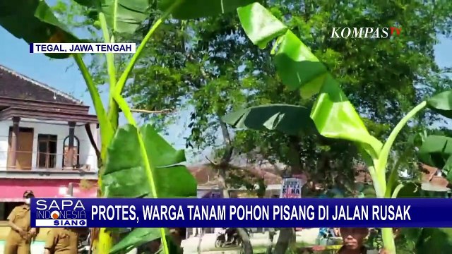 Warga Tegal Protes Jalan Rusak Parah, Tanam Pohon Pisang di Jalan