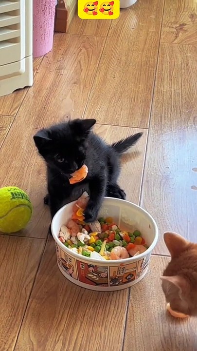 cat baby don't want share food