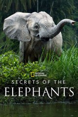 Les secrets des éléphants : Coup de coeur de Télé 7