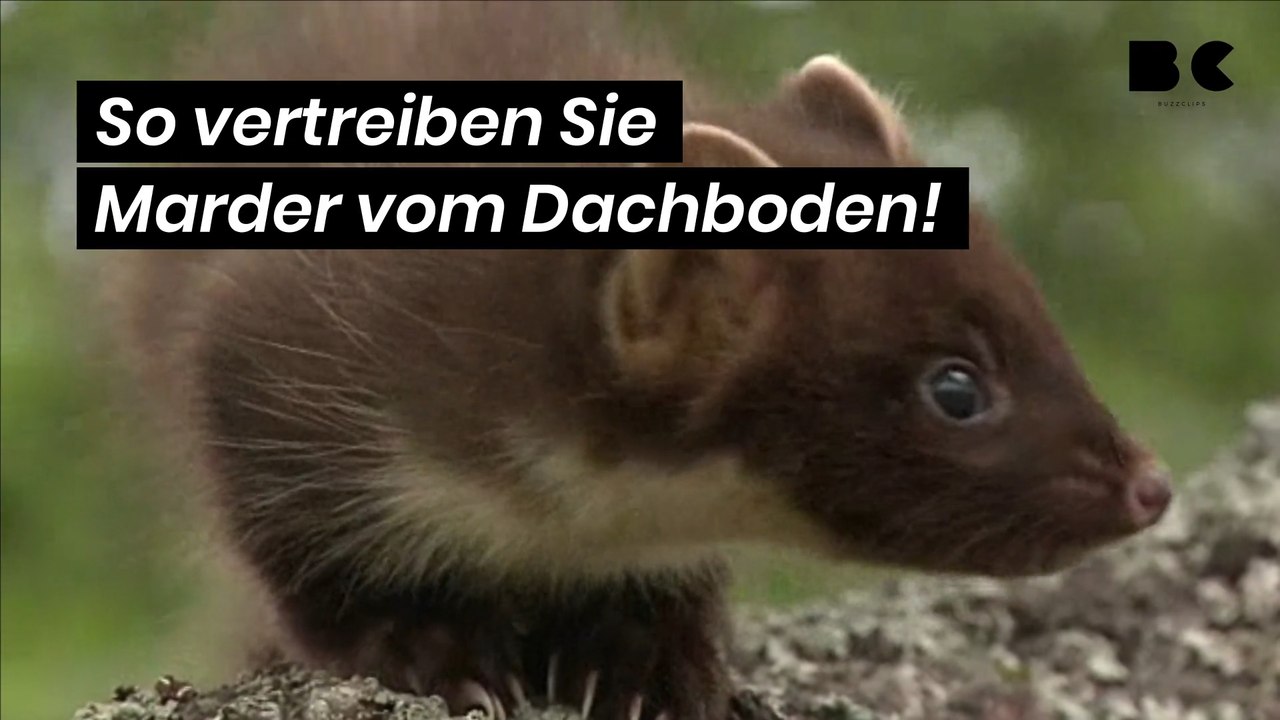 So vertreiben Sie Marder vom Dachboden!