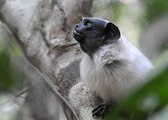 Los Monos Adaptan Sus Llamadas A Distintos Territorios
