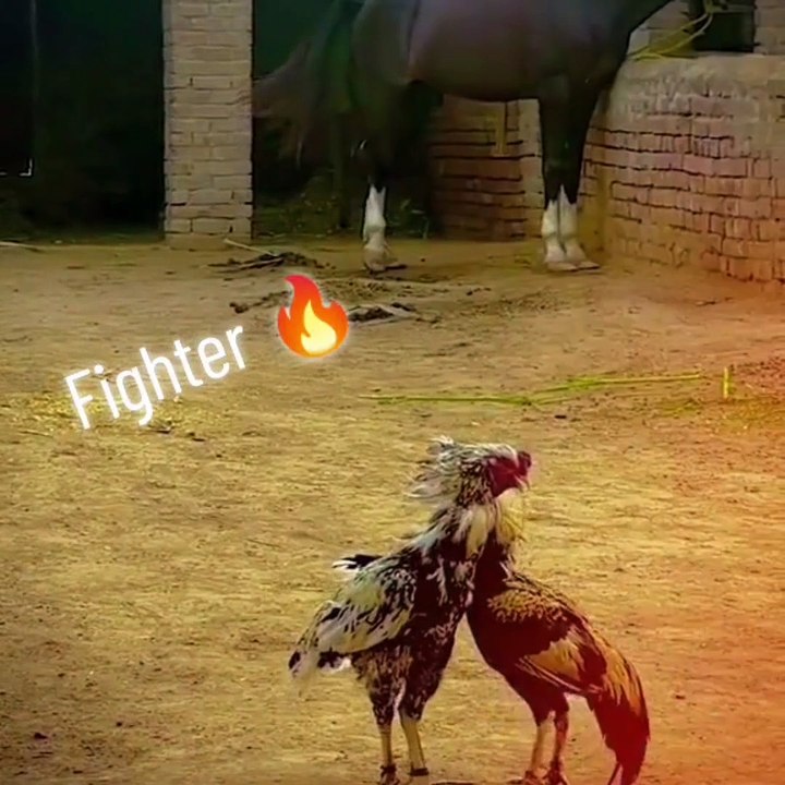 Murgha Fighting