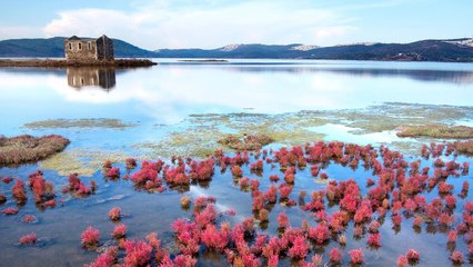 20 sulak alan yok olma tehlikesiyle karşı karşıya
