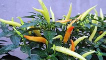 Growing peppers in plastic bottles is easy and requires no watering