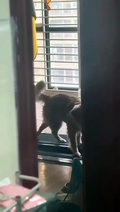funny dogs