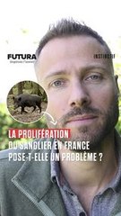Sangliers en ville : la cohabitation sauvage pose question !