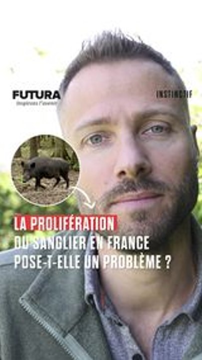 Sangliers en ville : la cohabitation sauvage pose question !