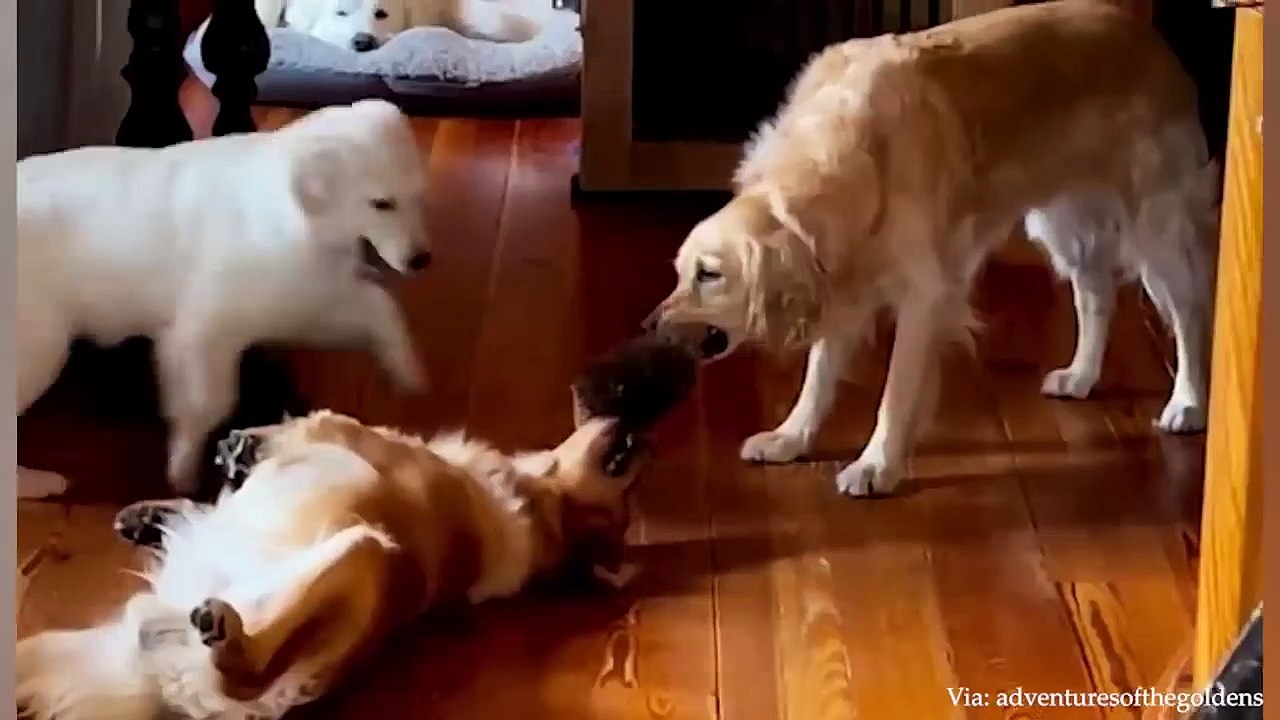 Best Of The 2023 Funny Animal Videos That To Start The Week Off Right