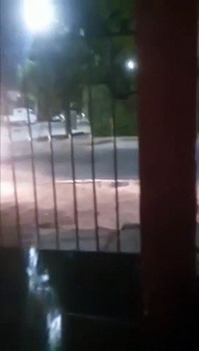 Dance, dog
