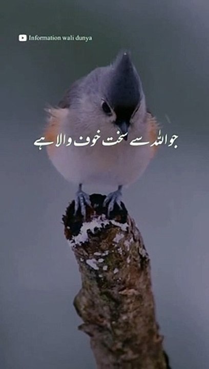 Puri Aqal Wala _ Hadees Status _ Islamic Status